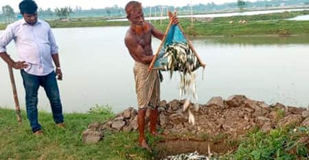 তীব্র দাবদাহে মরছে মাছ, দিশেহারা চাষিরা fish