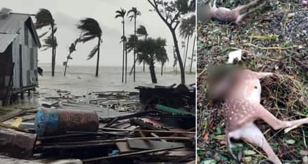 রেমালের আঘাতে লণ্ডভণ্ড নিঝুম দ্বীপ, ভেসে গেছে বহু হরিণ horin