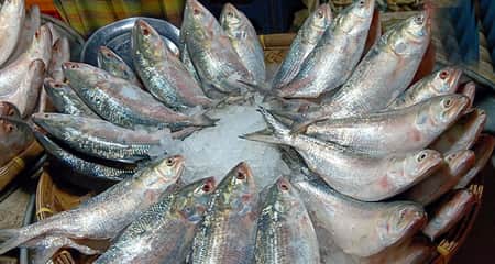 রুপালি ইলিশের দাম আকাশচুম্বী ilish laxmi