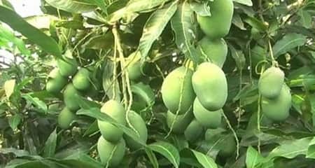 চাঁপাইনবাবগঞ্জে আগাম আমের বাগান বিক্রিতে হিমশিম mango bagan