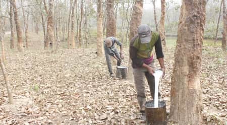 পাহাড়ের ‘সাদা স্বর্ণ’ রাবার শিল্পে দুর্দিন rabar