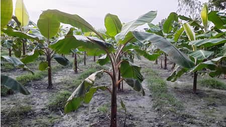 কলাগাছ খেল ছাগল, প্রাণ গেল যুবকের