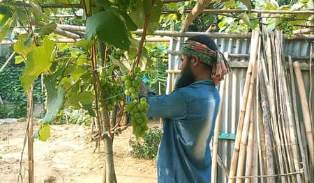 জালাল মিয়া পরীক্ষামূলক আঙ্গুর চাষ করে সফল