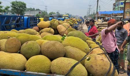 দেশের সর্ববৃহৎ কাঁঠালের হাট জৈনা বাজার, বেচাকেনা জমজমাট