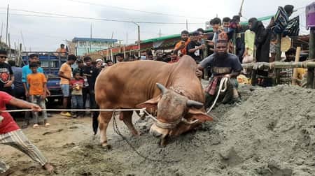 কোরবানির ঈদে পশু কোরবানি করার সঠিক নিয়ম পশু কোরবানি করার সঠিক নিয়ম