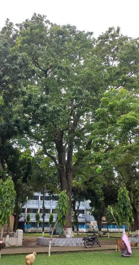 বিলুপ্তপ্রায় বৃক্ষ পারুলের শেষ গাছটির অবস্থান বগুড়ার সোনাতলায়