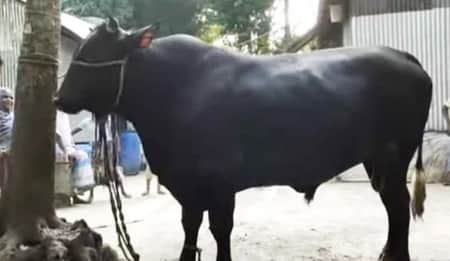 অবশেষে যত টাকায় বিক্রি হলো আলোচিত ‘কালো মানিক’ Black manik
