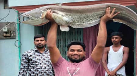 যমুনা নদীতে ধরা পড়লো ১৮ কেজির বোয়াল, যত টাকায় বিক্রি বোয়াল মাছ