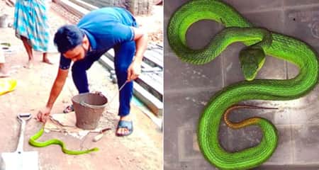 চট্টগ্রামে দেখা মিলল বিষধর গ্রিনপিট ভাইপারের CTG