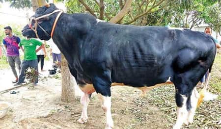 নজর কেড়েছে ‘কালো মানিক’ Cow