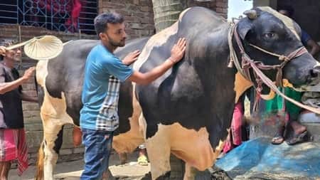 ২৯০০ টাকায় কেনা গরুটির দুই বাছুরের দাম ১৬ লাখ Cow