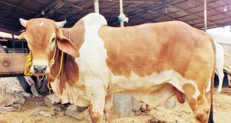 Cow