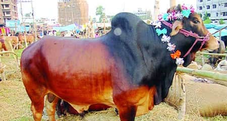 Cow