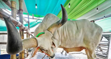 Cow