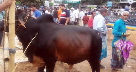লটারিতে গরু বিক্রি Cow