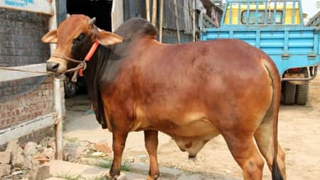 Cow