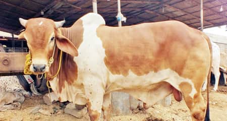 Cow a