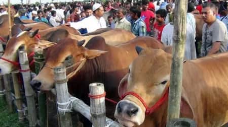 Cow