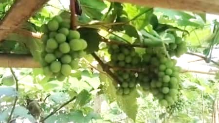 Grapes