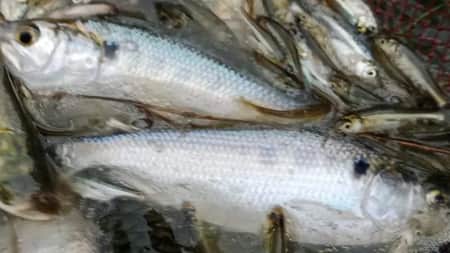 Hilsa