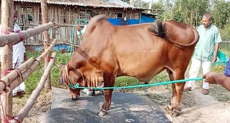 জায়েদ খানের সঙ্গে ছাগল ফ্রি Jayed Khan