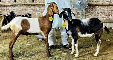 Khashi