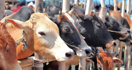 Qurbani Itihash