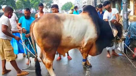 Qurbani word mean