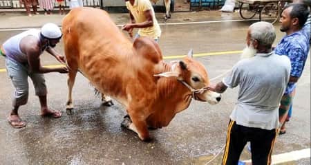 Qurbani