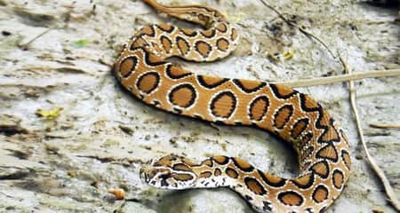 সাপ-বিচ্ছু থেকে বাঁচার দোয়া Russell's Viper