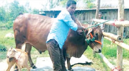 ৯শ কেজি ওজনের ষাঁড়ের দাম ১২ লাখ টাকা ষাড়