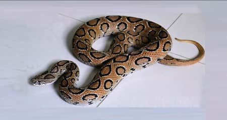 সাপ-বিচ্ছু থেকে বাঁচার দোয়া Snake
