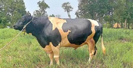 গরুর নাম ‘উড়াল সড়ক’, ওজন ১৪০০ কেজি Ural Setu