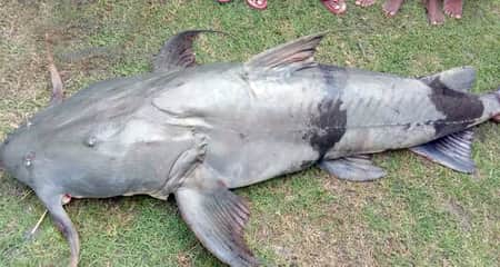 জেলের জালে উঠল ৮২ কেজি ওজনের বিশাল বড় বাঘা আইর বাঘা আইর