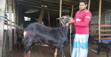 শখের বশে ছাগল পালন করে বদলে গেল যুবকের ভাগ্য abdur