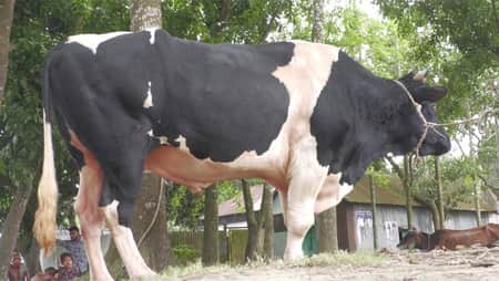 উড়াল সড়ক