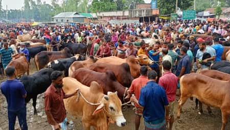 cow