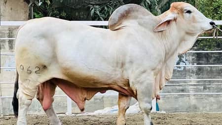 cow