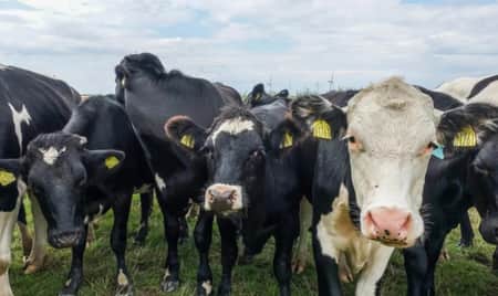 cow