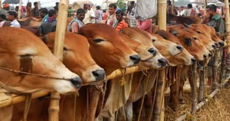 কুরবানির পশু চুরি বা মারা গেলে কী করণীয় cow