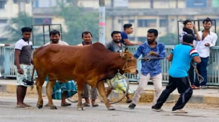 কোরবানির বিধান