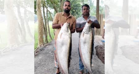 দিঘিতে মিলল ২২ কেজি ওজনের চিতল, যত টাকা বিক্রি fish
