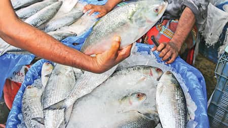 তাজা ইলিশের হাট