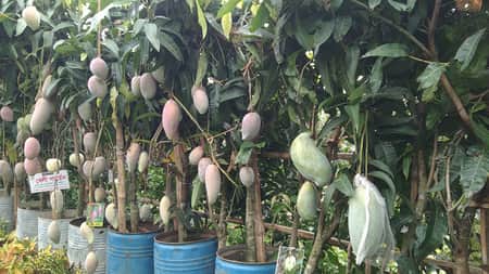 mango-1