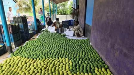 ফ্রান্সে যাচ্ছে বাঘার আম mango