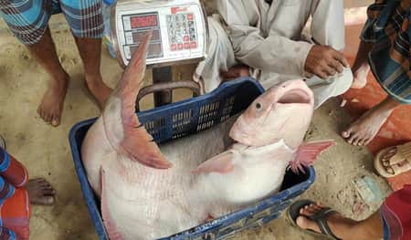 padma-fish