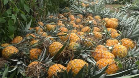 শ্রীমঙ্গলের আনারসের খ্যাতি দেশজুড়ে pineapple