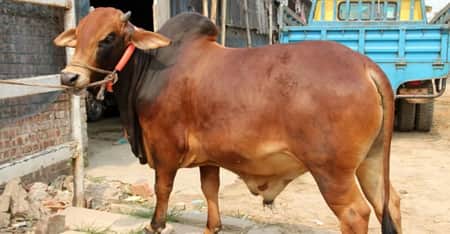 qurbani ‍cow