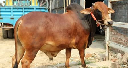 qurbani