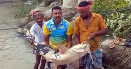 rajbari-fish